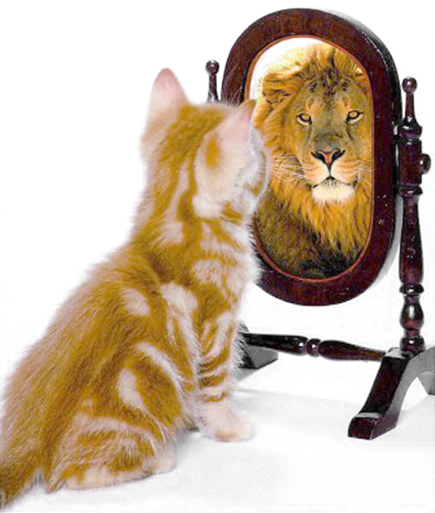 gato-leon-espejo